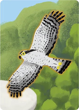 Eurasian Goshawk