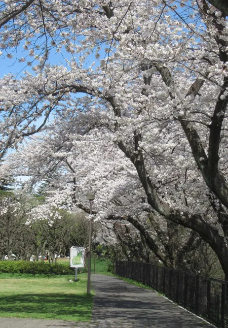 神奈川県立保土ケ谷公園